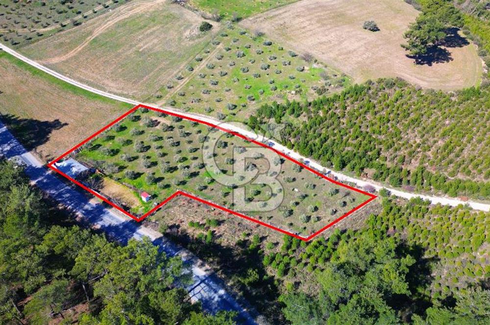 YATAĞAN ŞEREF'TE SATILIK HOBİ BAHÇESİ - ZEYTİNLİ TARLA