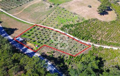 YATAĞAN ŞEREF'TE SATILIK HOBİ BAHÇESİ - ZEYTİNLİ TARLA