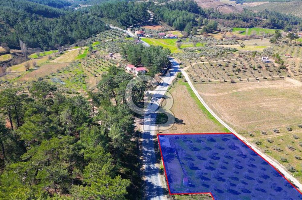 YATAĞAN ŞEREF'TE SATILIK HOBİ BAHÇESİ - ZEYTİNLİ TARLA