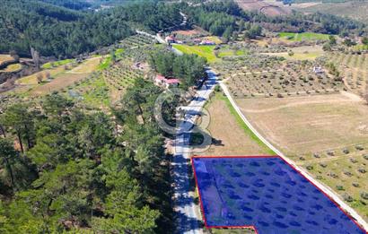 YATAĞAN ŞEREF'TE SATILIK HOBİ BAHÇESİ - ZEYTİNLİ TARLA