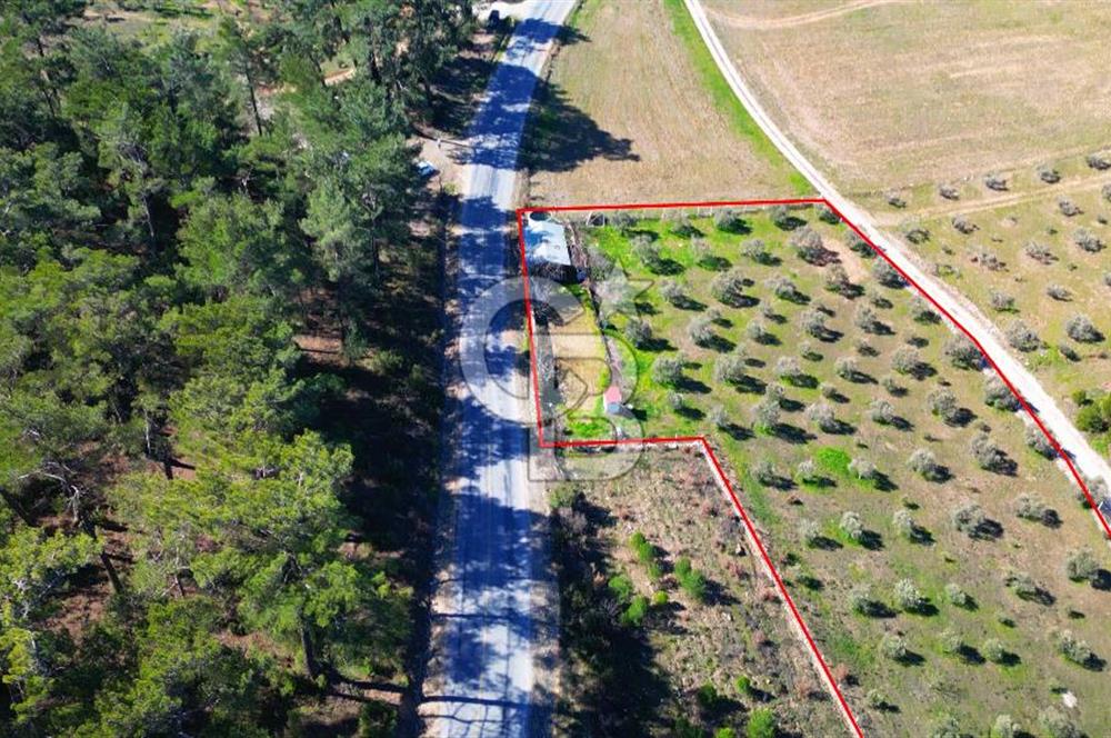 YATAĞAN ŞEREF'TE SATILIK HOBİ BAHÇESİ - ZEYTİNLİ TARLA