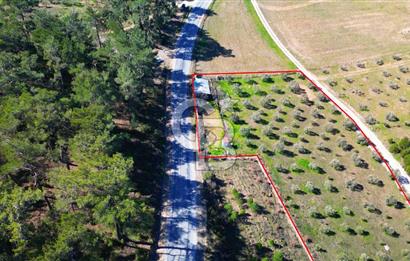 YATAĞAN ŞEREF'TE SATILIK HOBİ BAHÇESİ - ZEYTİNLİ TARLA