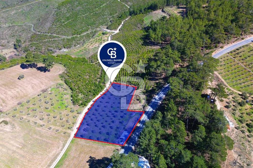 YATAĞAN ŞEREF'TE SATILIK HOBİ BAHÇESİ - ZEYTİNLİ TARLA