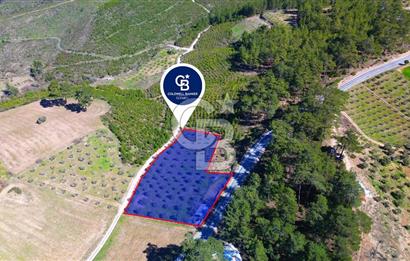 YATAĞAN ŞEREF'TE SATILIK HOBİ BAHÇESİ - ZEYTİNLİ TARLA