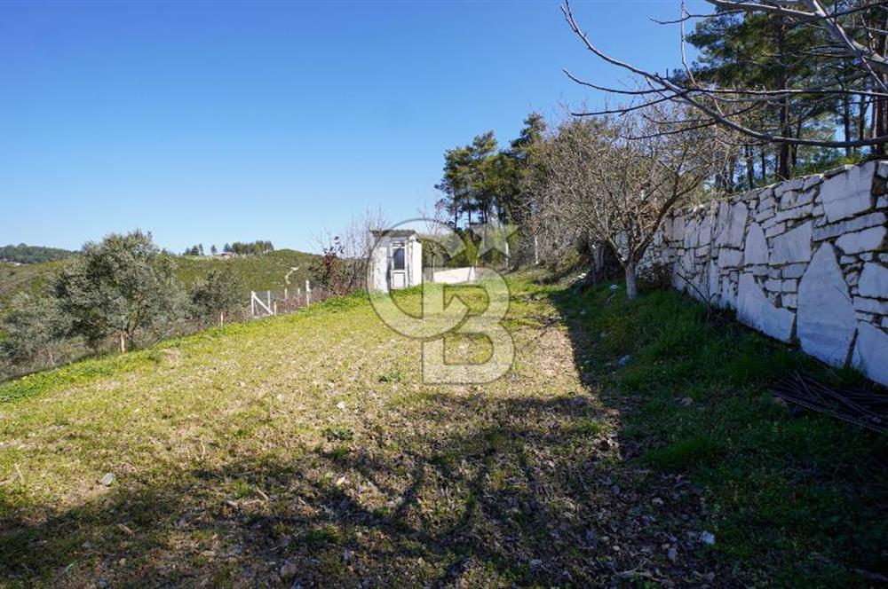 YATAĞAN ŞEREF'TE SATILIK HOBİ BAHÇESİ - ZEYTİNLİ TARLA