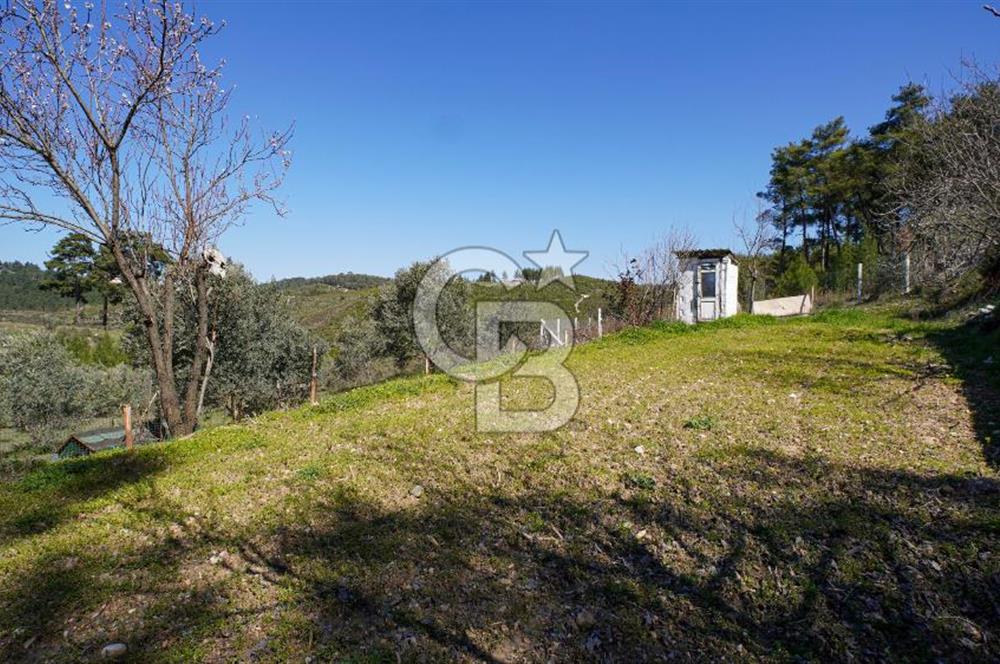 YATAĞAN ŞEREF'TE SATILIK HOBİ BAHÇESİ - ZEYTİNLİ TARLA