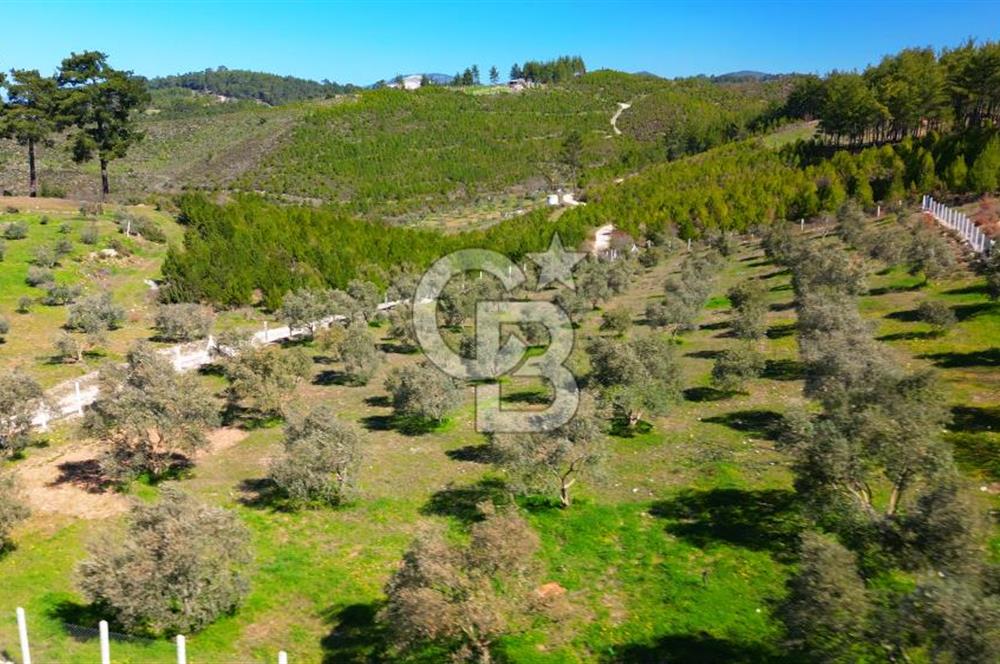 YATAĞAN ŞEREF'TE SATILIK HOBİ BAHÇESİ - ZEYTİNLİ TARLA