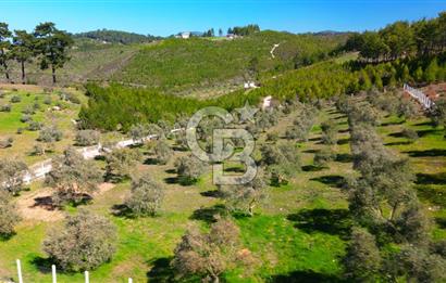 YATAĞAN ŞEREF'TE SATILIK HOBİ BAHÇESİ - ZEYTİNLİ TARLA