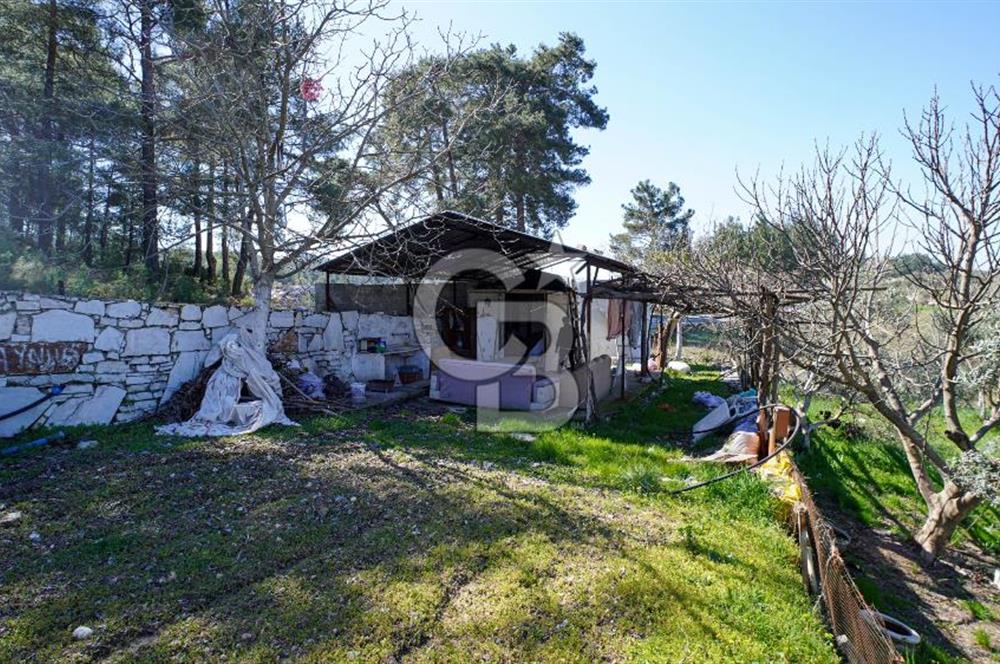 YATAĞAN ŞEREF'TE SATILIK HOBİ BAHÇESİ - ZEYTİNLİ TARLA