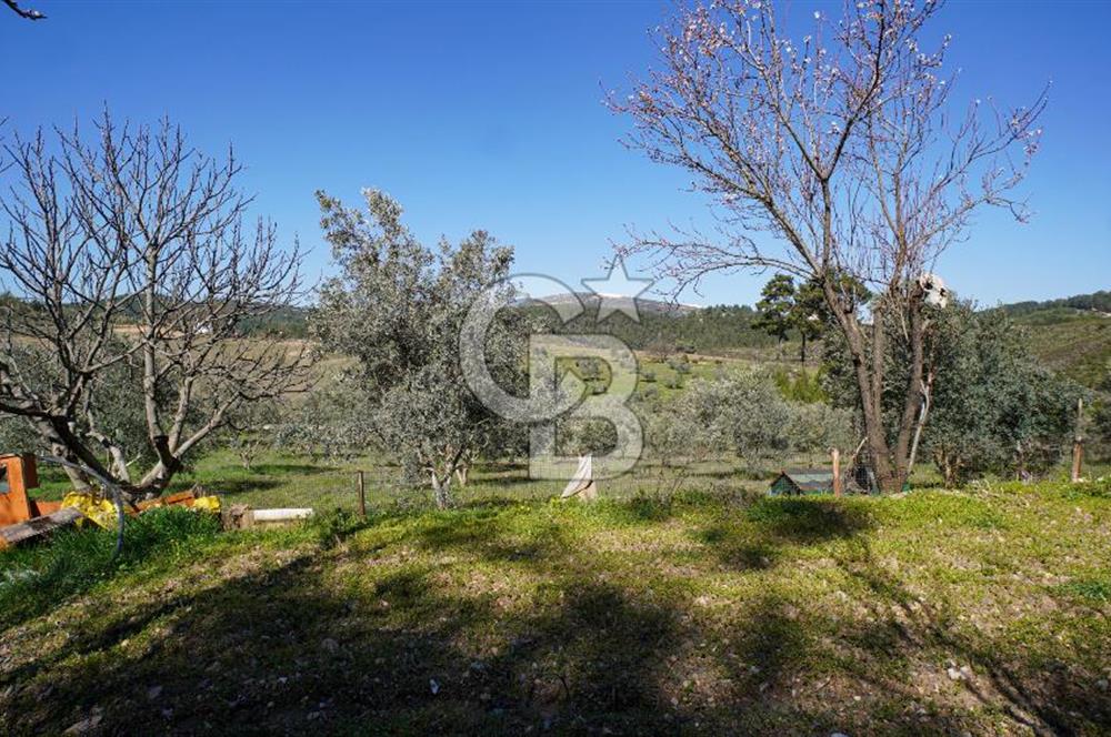 YATAĞAN ŞEREF'TE SATILIK HOBİ BAHÇESİ - ZEYTİNLİ TARLA