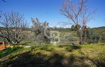 YATAĞAN ŞEREF'TE SATILIK HOBİ BAHÇESİ - ZEYTİNLİ TARLA