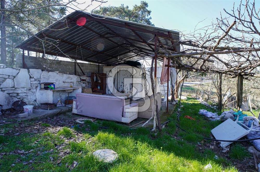 YATAĞAN ŞEREF'TE SATILIK HOBİ BAHÇESİ - ZEYTİNLİ TARLA