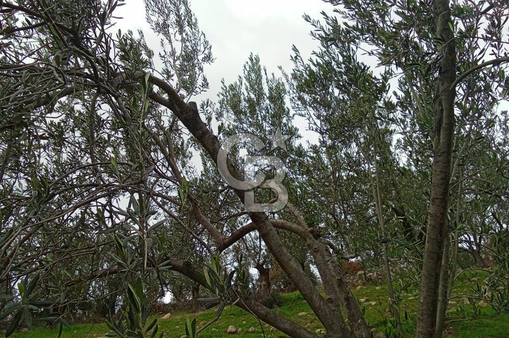 CB LEADER DEN SATILIK BAHADINLIDA ZEYTİNLİK