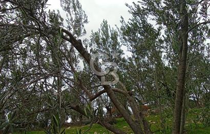 CB LEADER DEN SATILIK BAHADINLIDA ZEYTİNLİK