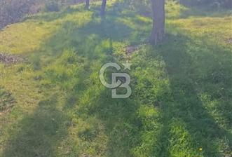 CB LEADER DAN SATILIK KÖRFEZ MANZARALI ZEYTİNLİ - 4 - 339870