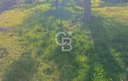 CB LEADER DAN SATILIK KÖRFEZ MANZARALI ZEYTİNLİ