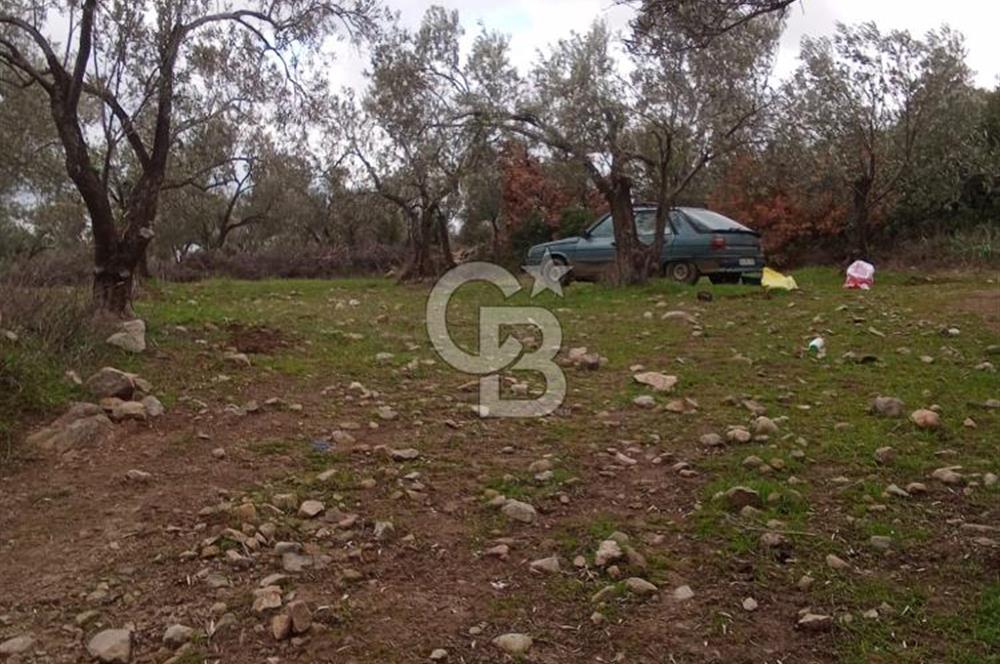 CB LEADER DEN SATILIK BAHADINLIDA ZEYTİNLİK