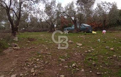 CB LEADER DEN SATILIK BAHADINLIDA ZEYTİNLİK