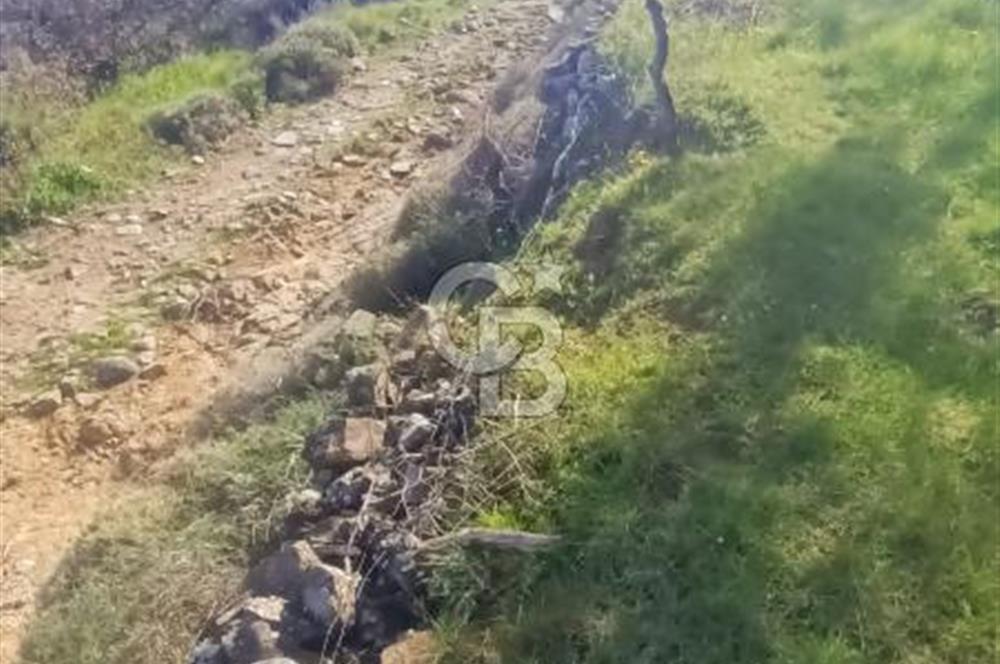 CB LEADER DAN SATILIK KÖRFEZ MANZARALI ZEYTİNLİ