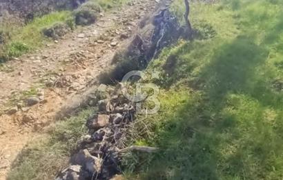 CB LEADER DAN SATILIK KÖRFEZ MANZARALI ZEYTİNLİ