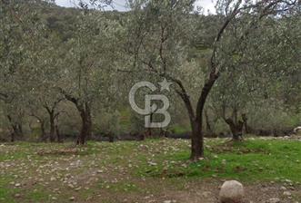 CB LEADER DEN SATILIK BAHADINLIDA ZEYTİNLİK - 5 - 339869