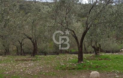 CB LEADER DEN SATILIK BAHADINLIDA ZEYTİNLİK