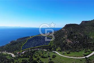 AYVACIK BADEMLİ'DE SATILIK ZEYTİNLİK - 6 - 340028