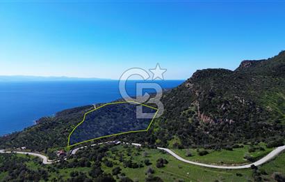 AYVACIK BADEMLİ'DE SATILIK ZEYTİNLİK