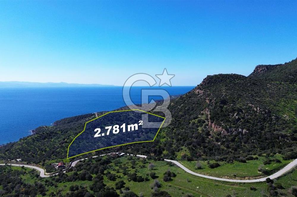 AYVACIK BADEMLİ'DE SATILIK ZEYTİNLİK