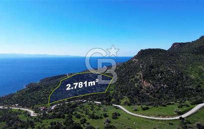 AYVACIK BADEMLİ'DE SATILIK ZEYTİNLİK