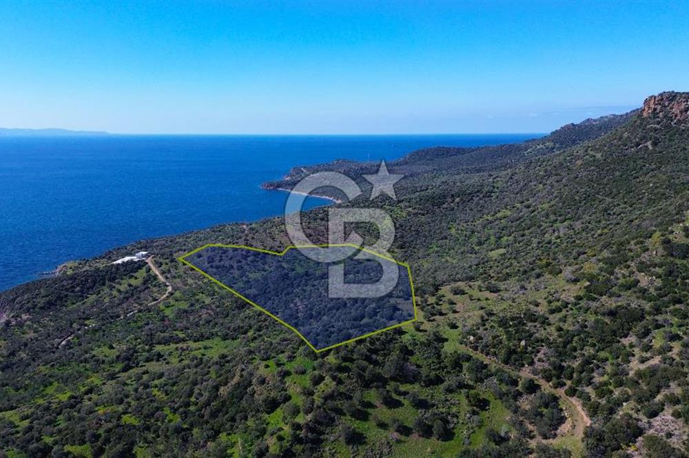 AYVACIK BADEMLİ'DE SATILIK ZEYTİNLİK