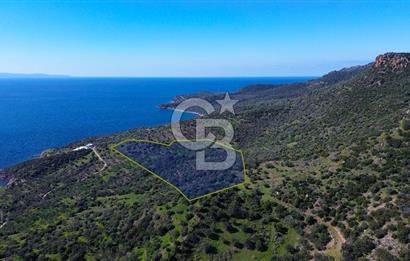 AYVACIK BADEMLİ'DE SATILIK ZEYTİNLİK