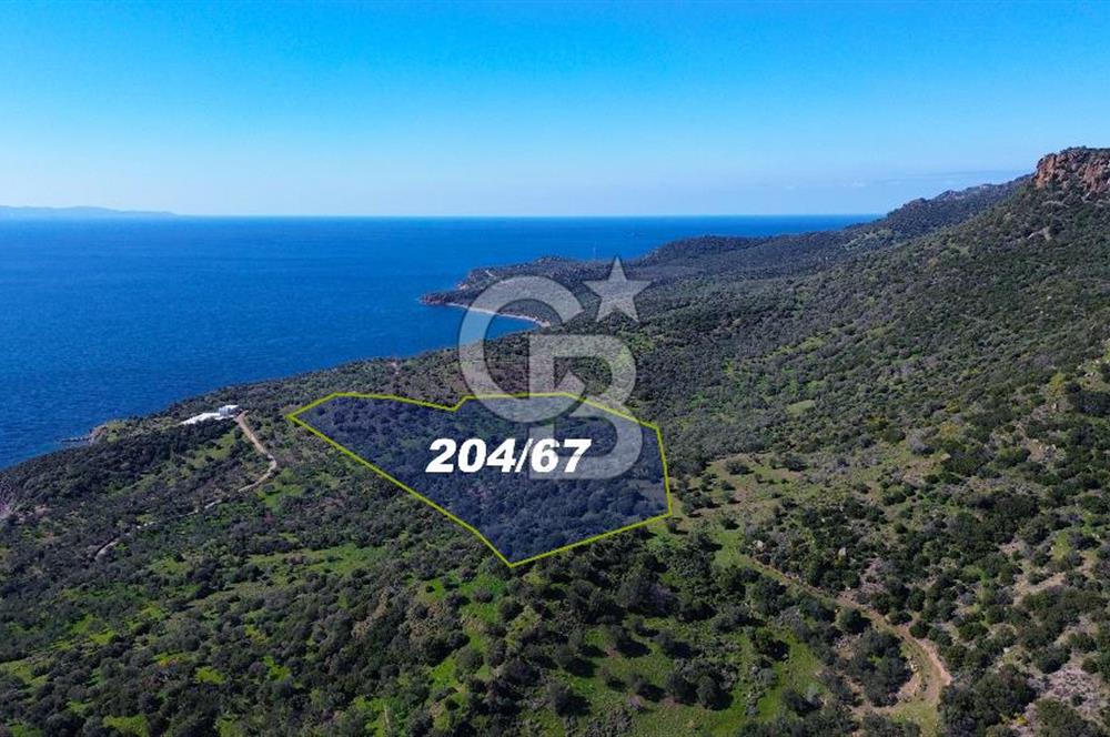 AYVACIK BADEMLİ'DE SATILIK ZEYTİNLİK