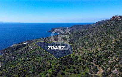 AYVACIK BADEMLİ'DE SATILIK ZEYTİNLİK