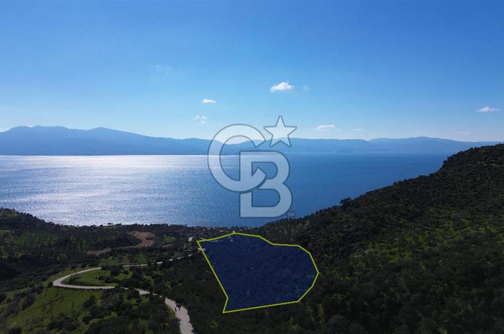 AYVACIK BADEMLİ'DE SATILIK ZEYTİNLİK