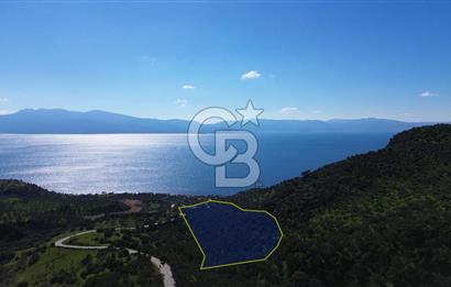 AYVACIK BADEMLİ'DE SATILIK ZEYTİNLİK