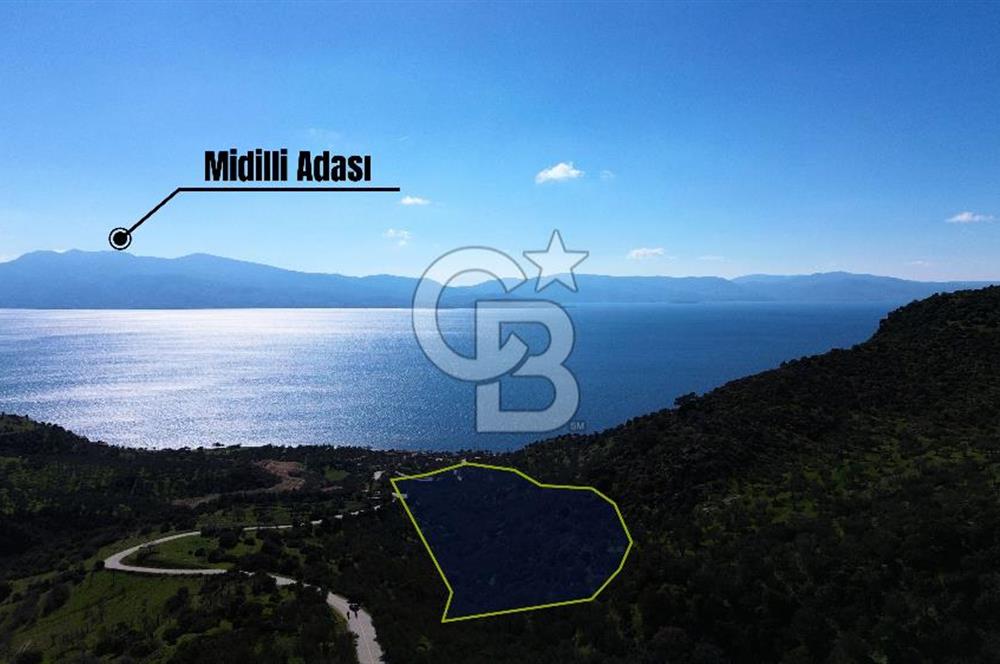 AYVACIK BADEMLİ'DE SATILIK ZEYTİNLİK