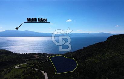 AYVACIK BADEMLİ'DE SATILIK ZEYTİNLİK