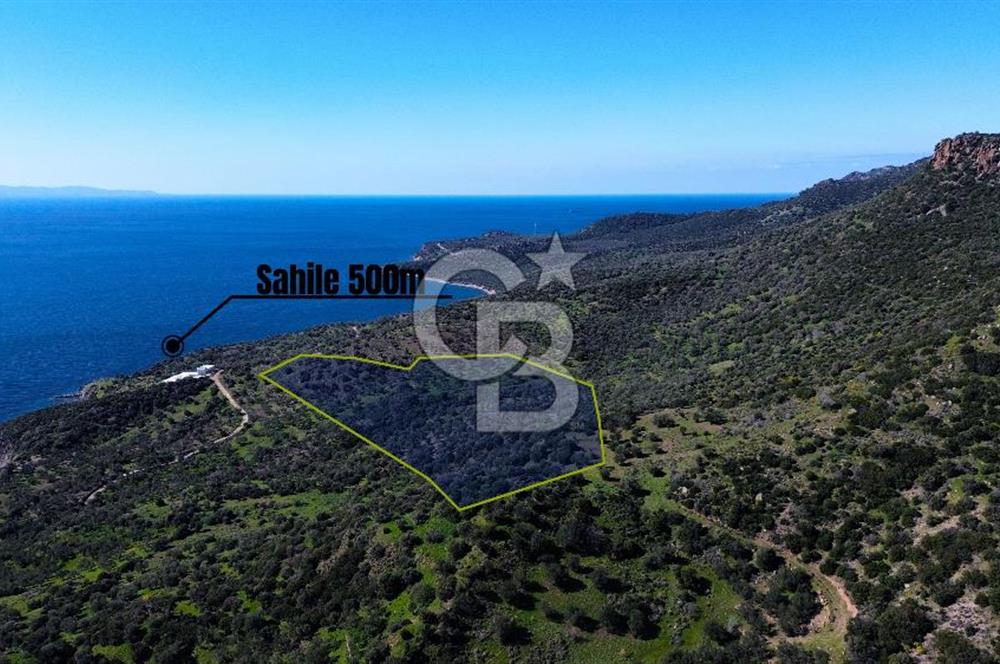 AYVACIK BADEMLİ'DE SATILIK ZEYTİNLİK