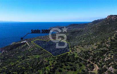 AYVACIK BADEMLİ'DE SATILIK ZEYTİNLİK