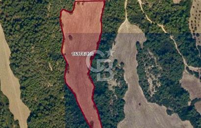 Adana Çukurova'da 33.488m² Doğayla İç İçe Yatırımlık Arsa