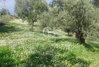 Dalbahçe Yolunda Satılık Arazi - 4 - 340005