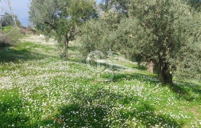 Dalbahçe Yolunda Satılık Arazi