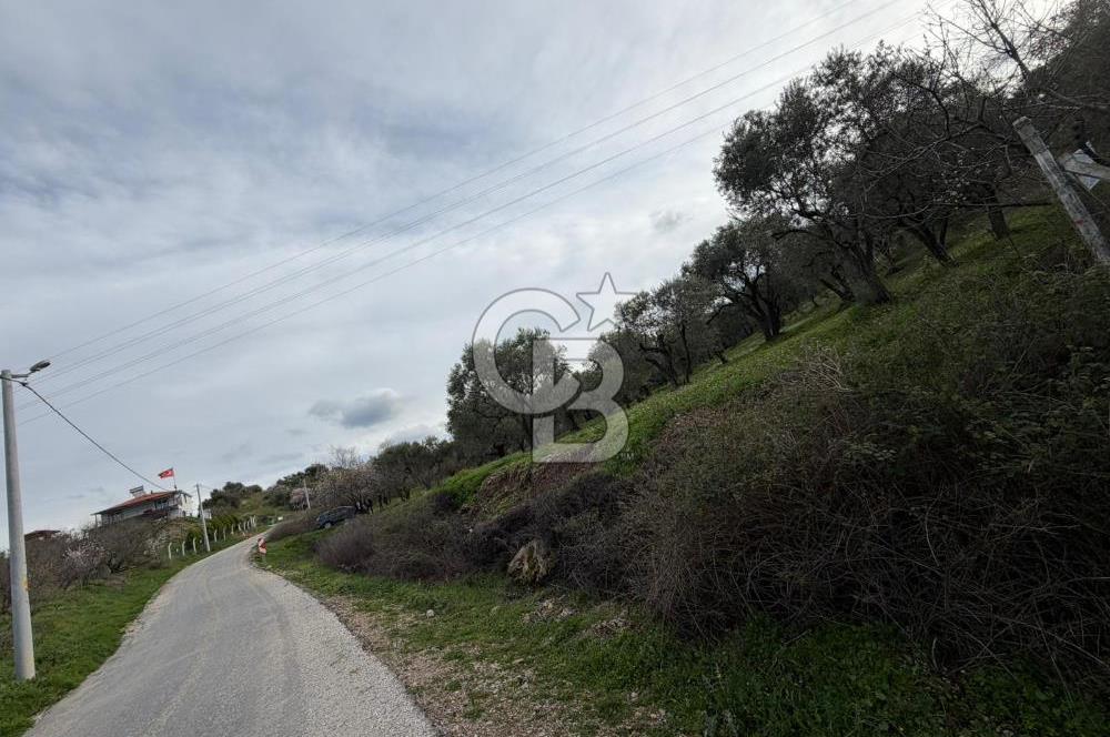 Dalbahçe Yolunda Satılık Arazi