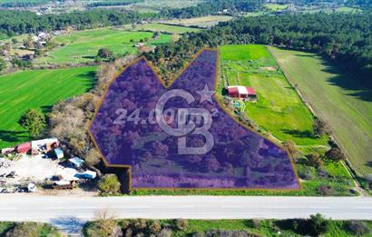 AYVACIK SÖĞÜTLÜ ANAYOLA CEPHE SATILIK 24 DÖNÜM TARLA