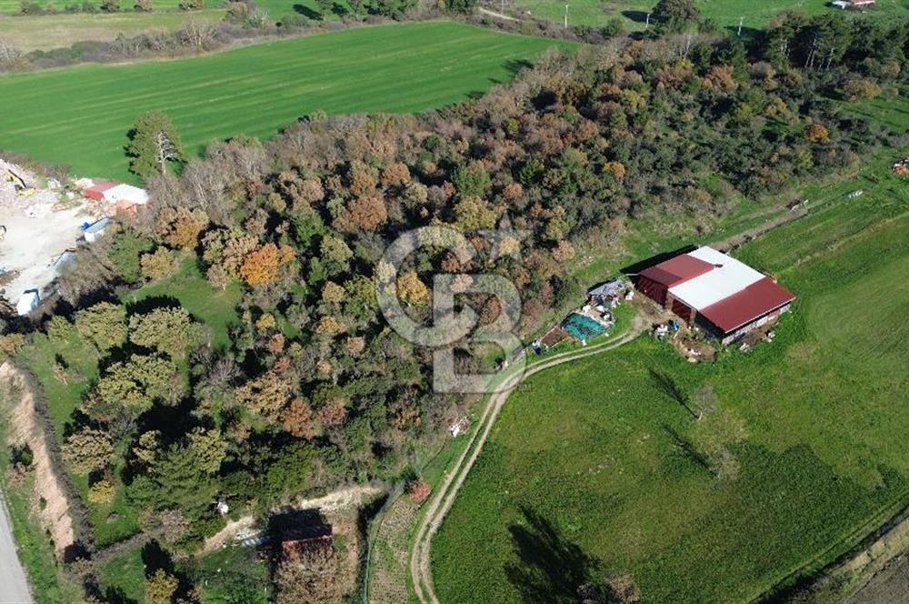 AYVACIK SÖĞÜTLÜ ANAYOLA CEPHE SATILIK 24 DÖNÜM TARLA