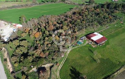 AYVACIK SÖĞÜTLÜ ANAYOLA CEPHE SATILIK 24 DÖNÜM TARLA