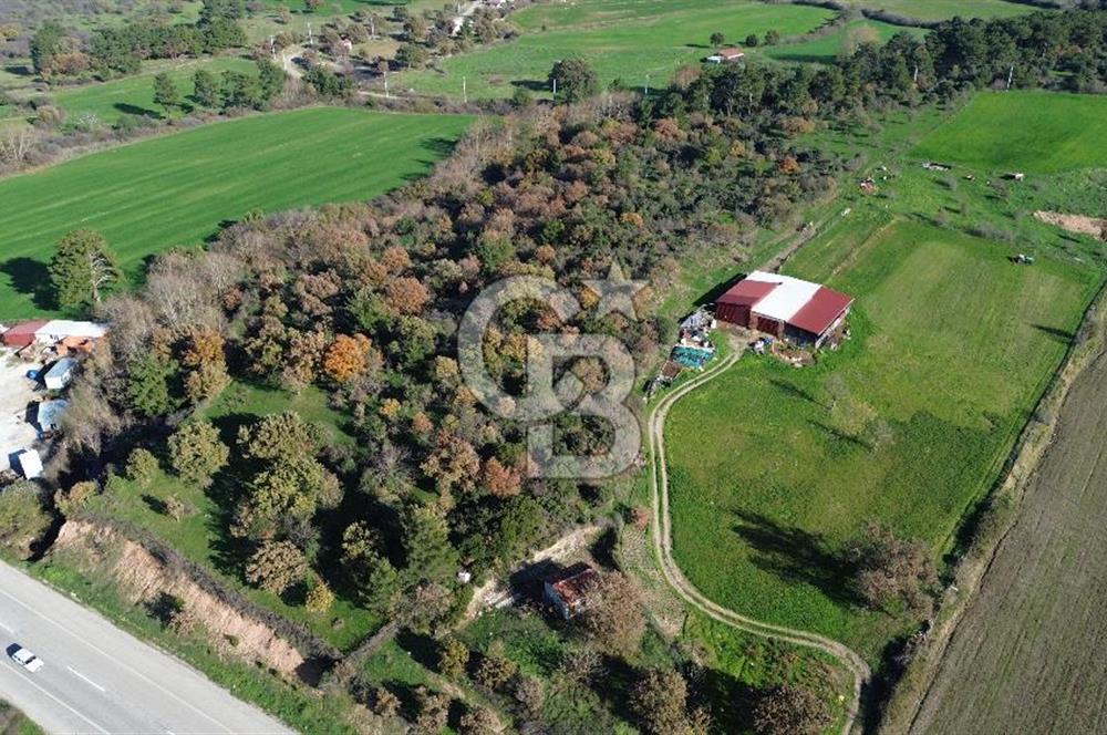 AYVACIK SÖĞÜTLÜ ANAYOLA CEPHE SATILIK 24 DÖNÜM TARLA