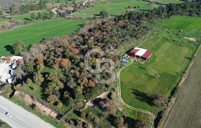 AYVACIK SÖĞÜTLÜ ANAYOLA CEPHE SATILIK 24 DÖNÜM TARLA