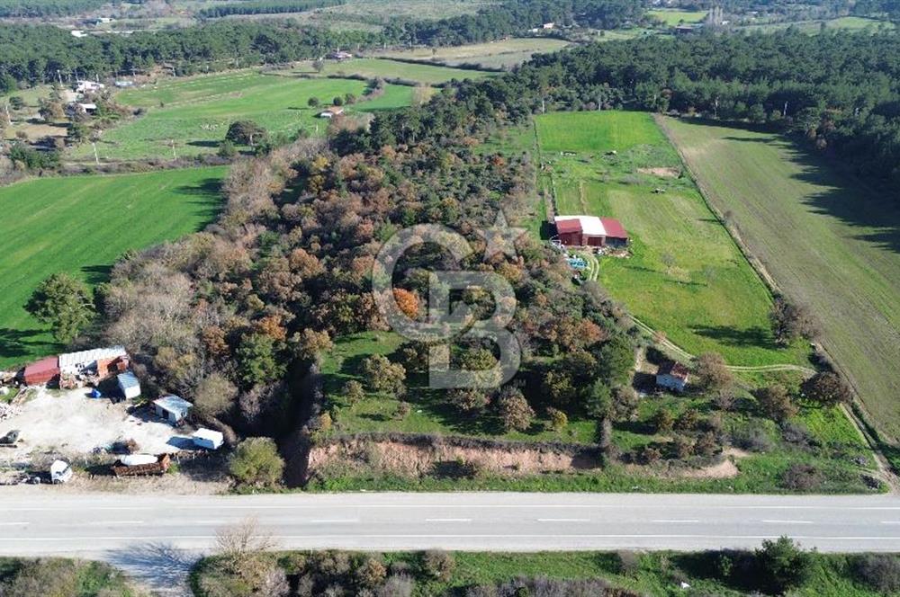 AYVACIK SÖĞÜTLÜ ANAYOLA CEPHE SATILIK 24 DÖNÜM TARLA